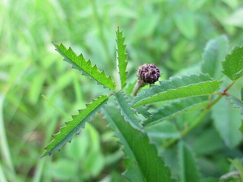 Great burnet: Großer Wiesenknopf ( Sanguisorba officinalis ) auf den Kisselwiesen bei Reilingen