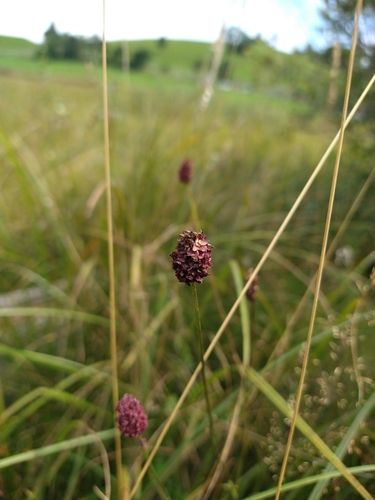 Great burnet (Sanguisorba officinalis)