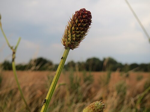 Great burnet: Großer Wiesenknopf ( Sanguisorba officinalis ) bei Wiesbaden-Nordenstadt