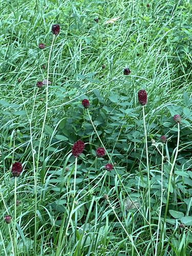 Great burnet (Sanguisorba officinalis)