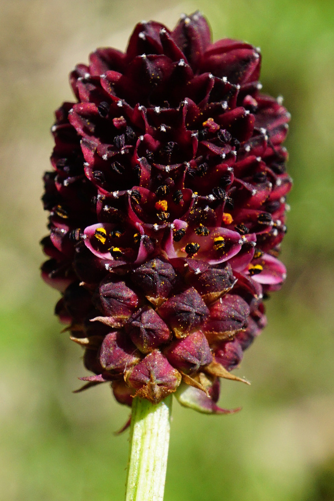 Great burnet (Sanguisorba officinalis)
