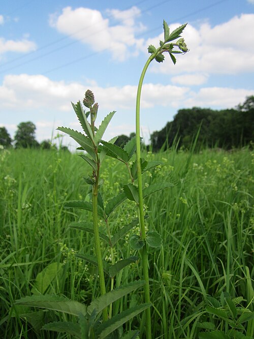 Great burnet: Großer Wiesenknopf ( Sanguisorba officinalis ) auf den Kisselwiesen bei Reilingen