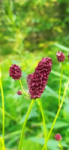 Great burnet (Sanguisorba officinalis)