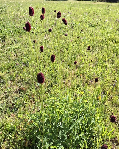 Great burnet (Sanguisorba officinalis)