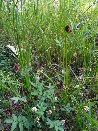 Great burnet (Sanguisorba officinalis)