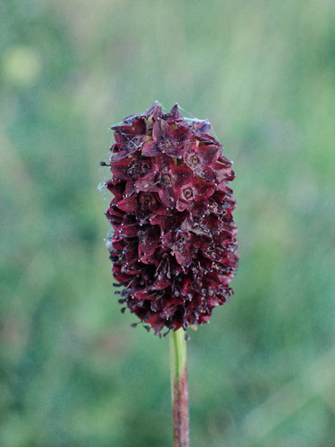 Great burnet (Sanguisorba officinalis)