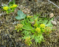 Bear's-foot sanicle (Sanicula arctopoides)