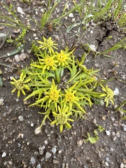 Bear's-foot sanicle (Sanicula arctopoides)