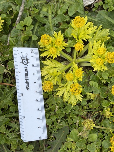 Bear's-foot sanicle (Sanicula arctopoides)