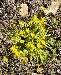 Bear's-foot sanicle (Sanicula arctopoides)