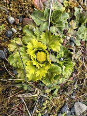 Bear's-foot sanicle (Sanicula arctopoides)