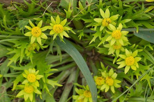 Bear's-foot sanicle (Sanicula arctopoides)