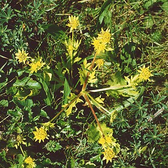 Bear's-foot sanicle: Sanicula arctopoides , Doldenblütler (Apiaceae) - USA, Kalifornien/California: Point Reyes National Seashore, Chimney Rock