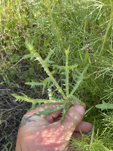 Sharptooth blacksnakeroot (Sanicula arguta)