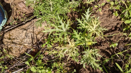 Sharptooth blacksnakeroot (Sanicula arguta)