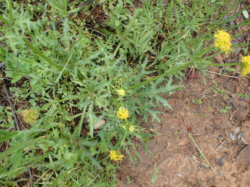 Sharptooth blacksnakeroot (Sanicula arguta)