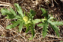 Sharptooth blacksnakeroot (Sanicula arguta)