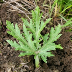 Sharptooth blacksnakeroot (Sanicula arguta)