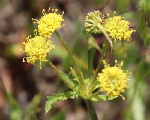 Sharptooth blacksnakeroot (Sanicula arguta)