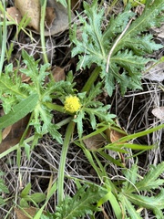 Sharptooth blacksnakeroot (Sanicula arguta)