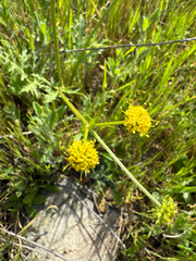 Sharptooth blacksnakeroot (Sanicula arguta)