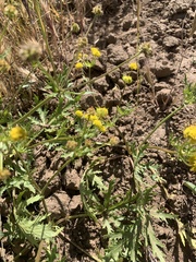 Sharptooth blacksnakeroot (Sanicula arguta)
