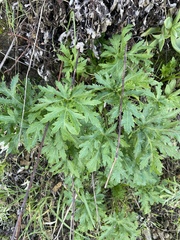 Sharptooth blacksnakeroot (Sanicula arguta)