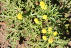 Sharptooth blacksnakeroot (Sanicula arguta)