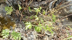 Sharptooth blacksnakeroot (Sanicula arguta)