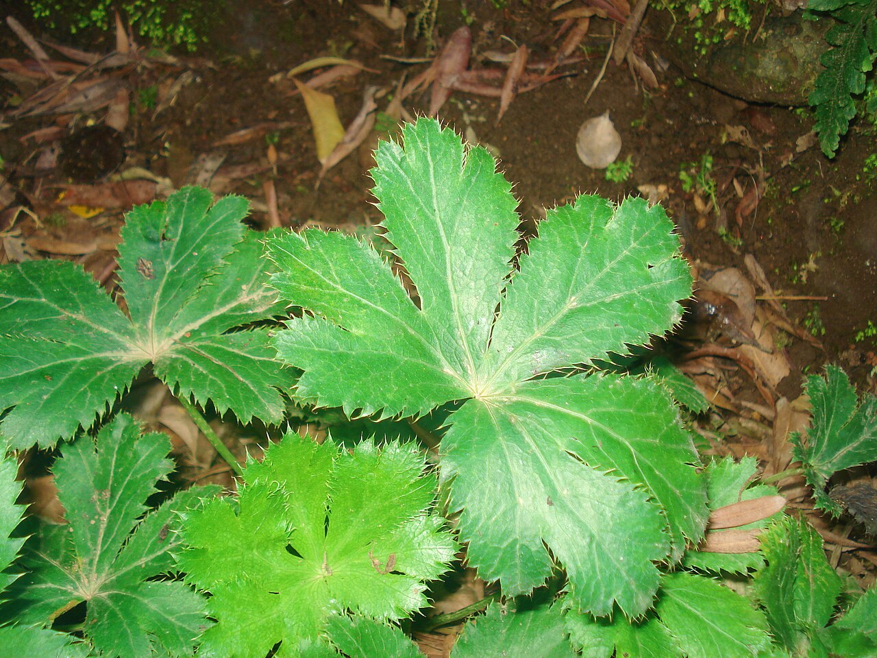 Sanicula azorica: Sanicula azorica , commonly referred to as Erva-do-capitão , the symbol of the Botanical Garden of Faial, civil parish of Flamengos, municipality of Horta (Azor