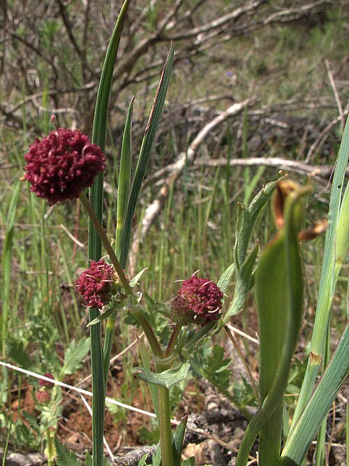 Purple sanicle: Sanicula bipinnatifida—snakeroot