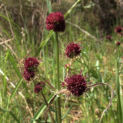Purple sanicle: Sanicula bipinnatifida—Snakeroot