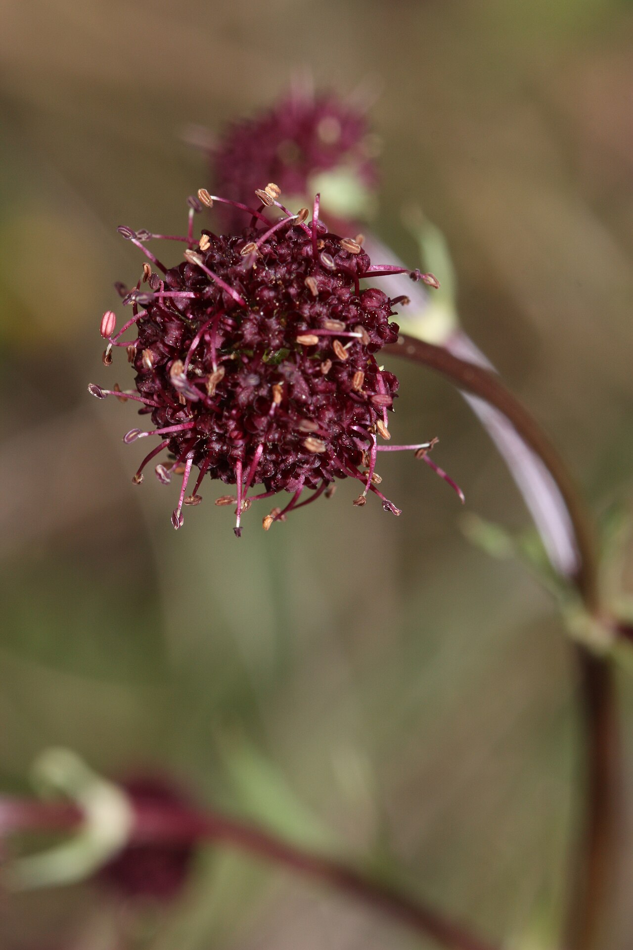 Purple sanicle: Purple Sanicle, Purple Black-snakeroot Viewpoint location: Goose Rock Summit Trail, Deception Pass State Park Viewpoint elevation: 136 meter (446 ft) Location s