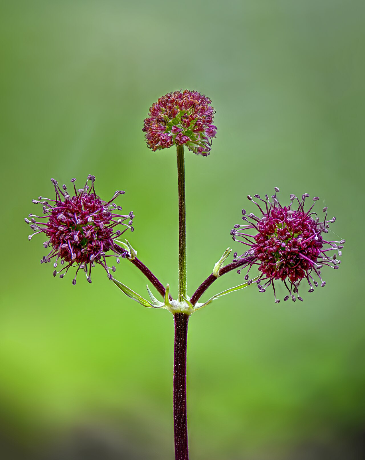 Purple sanicle: Sanicula bipinnatifida photographed in Wildcat Canyon, California, USA. https://www.inaturalist.org/observations/72926669