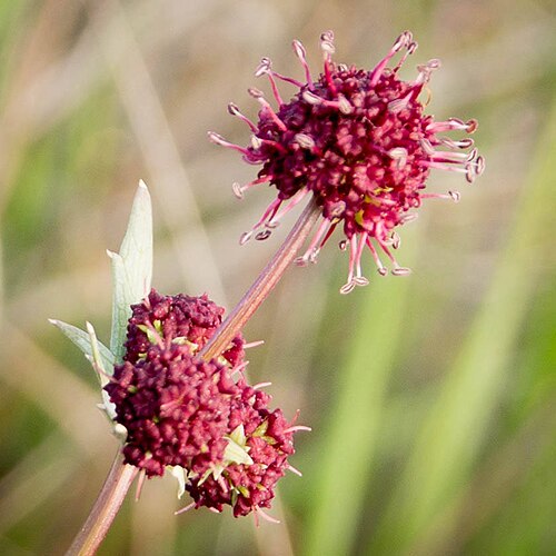Purple sanicle: Sanicula bipinnatifida