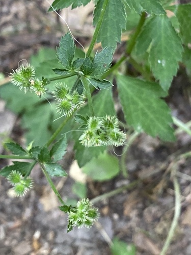 Canadian blacksnakeroot (Sanicula canadensis)