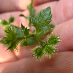 Canadian blacksnakeroot (Sanicula canadensis)