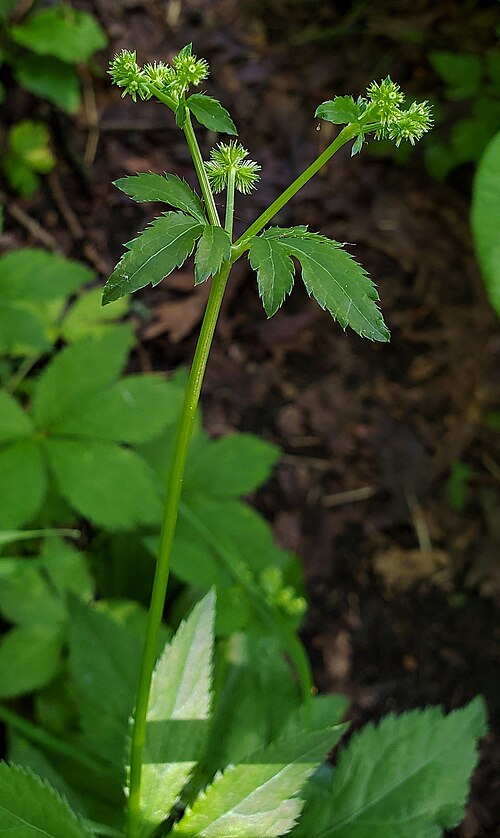 Canadian blacksnakeroot: Black Snakeroot (Sanicula canadensis). Species of plant.