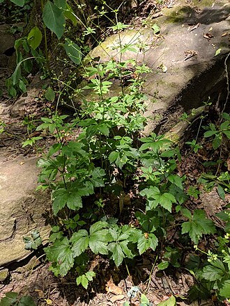 Canadian blacksnakeroot: Sanicula canadensis, Canadian blacksnakeroot, plant