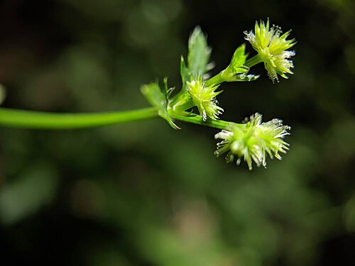 Canadian blacksnakeroot: Sanicula canadensis, Canadian blacksnakeroot, flower