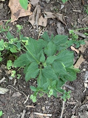 Canadian blacksnakeroot (Sanicula canadensis)