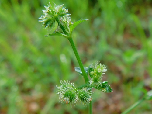 Canadian blacksnakeroot (Sanicula canadensis)