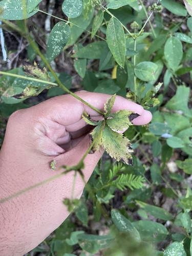 Canadian blacksnakeroot (Sanicula canadensis)