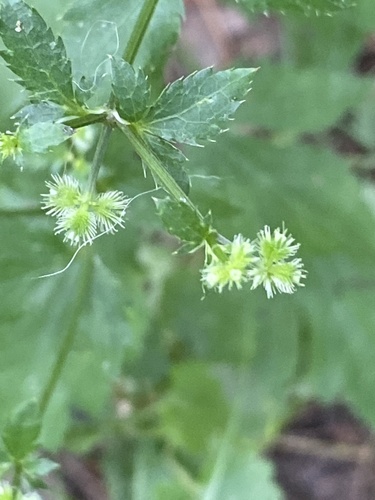 Canadian blacksnakeroot (Sanicula canadensis)