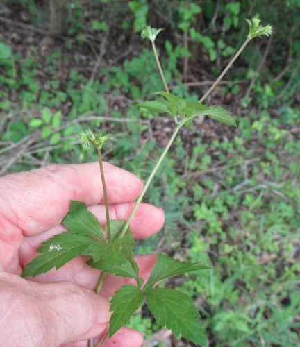 Canadian blacksnakeroot (Sanicula canadensis)