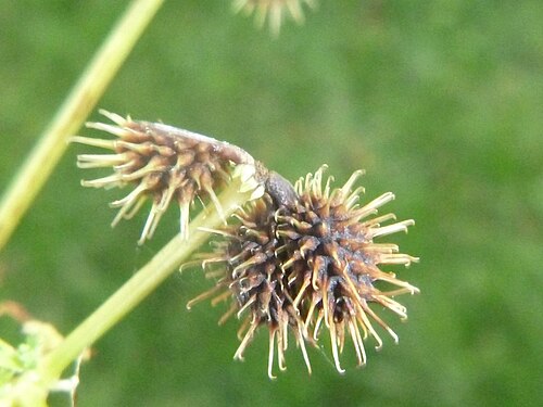 Canadian blacksnakeroot: Black Snakeroot split and whole seed