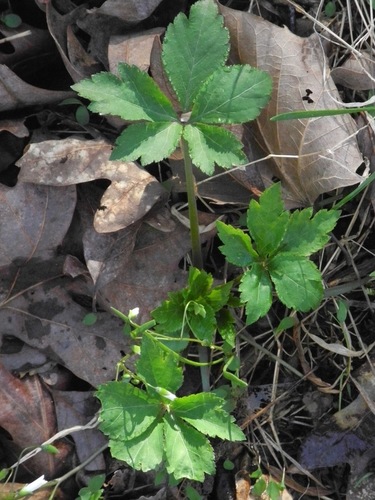 Canadian blacksnakeroot (Sanicula canadensis)