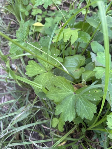 Sanicula chinensis (Sanicula chinensis)