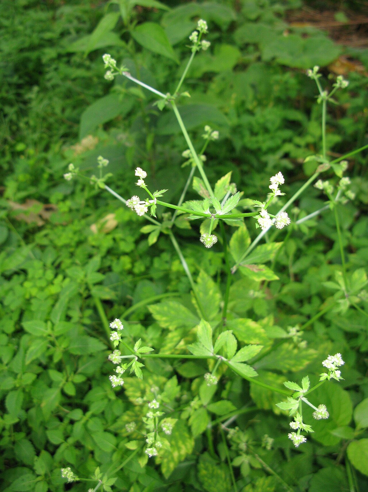 Sanicula chinensis: Sanicula chinensis , Aizu area, Fukushima pref., Japan