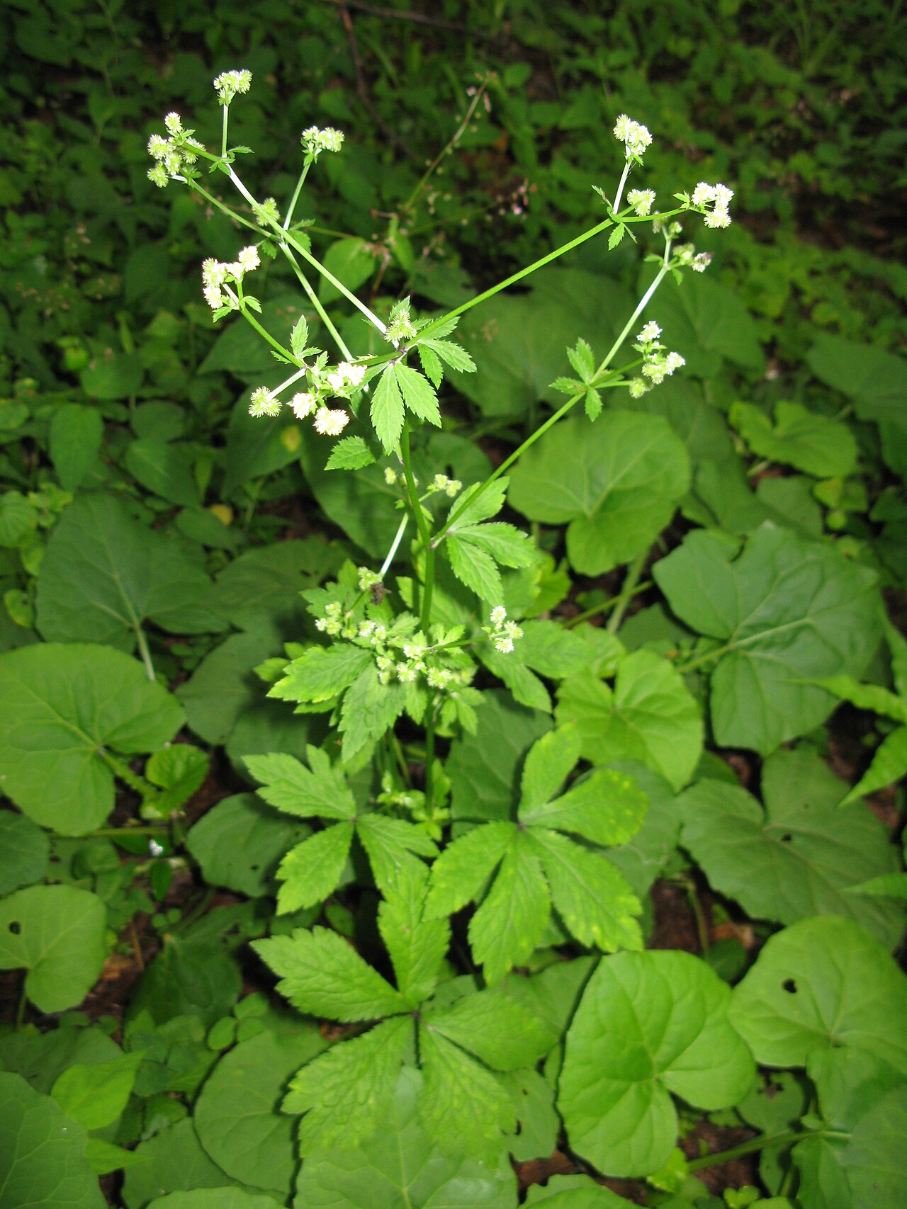 Sanicula chinensis: Sanicula chinensis , Aizu area, Fukushima pref., Japan
